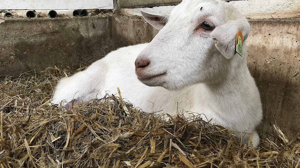 Blauwtong Bij De Geit Verschijnselen Vallen Mee Vee En Gewas Nl