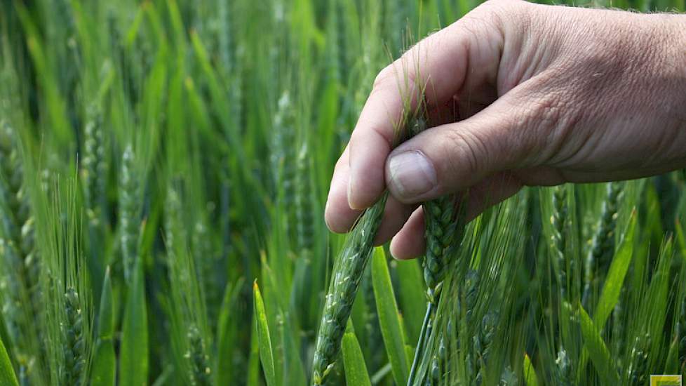 3 juni: De vroegste rassen staan net in bloei. Het huidige droge weer is in deze fase gunstig om aarfusarium te voorkomen. Met de oplopende temperaturen zal de ontwikkeling vlot doorgaan. Feekesschaal 10 tot 10.5.1