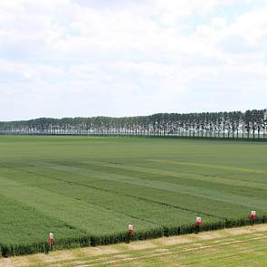 11 juni: Vanaf een hoogte zijn de verschillen tussen de rassen heel mooi zichtbaar.