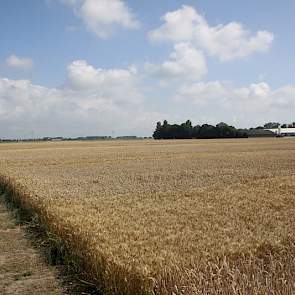 21 juli: De oogst van het demoveld in Rilland nadert. De afrijping is in het Zuidwesten mede door de droogte vroeg ingezet en daarna hard gegaan. Ook het praktijkperceel Mediator waar de demo in ligt is al ver afgerijpt.