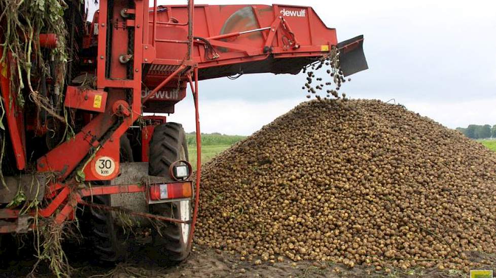 Dekker weet dat ‘alle vroege aardappelen die vóór de regen van het voorjaar zijn gepoot, veel meer wortels en knollen hebben dan de aardappels op de latere percelen’.