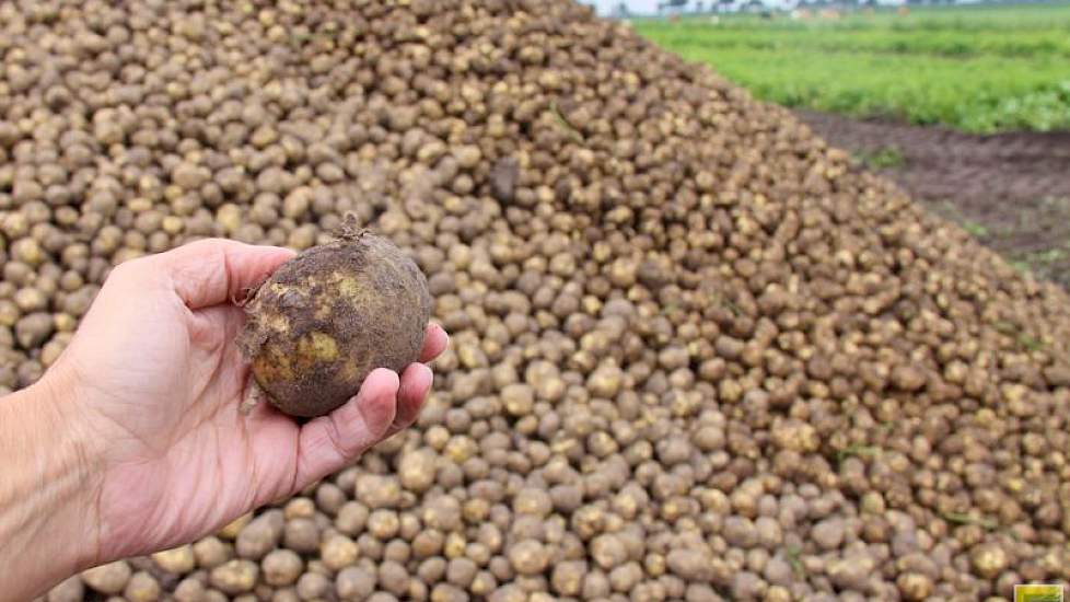 Tot en met woensdagmiddag gaat er 600 ton ‘mooi schoon’ van het land in Vriezenveen.