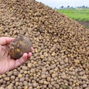 Tot en met woensdagmiddag gaat er 600 ton ‘mooi schoon’ van het land in Vriezenveen.