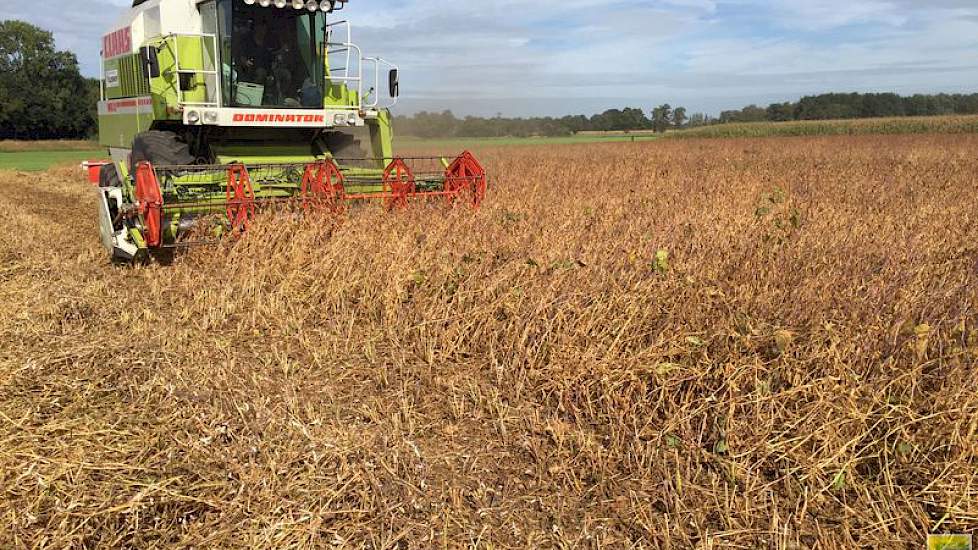 Het was een redelijk goed groeiseizoen, met wel een natte zomer wat op sommige plaatsen problemen gaf met sclerotinia, aldus Nagelhoud. Maar een mooie nazomer is dit gewas erg ten goede gekomen, voor de afrijping en een droge oogst.