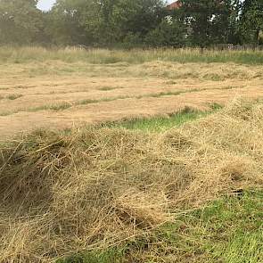 Het graszaad heeft zeven dagen in het zwad gelegen.