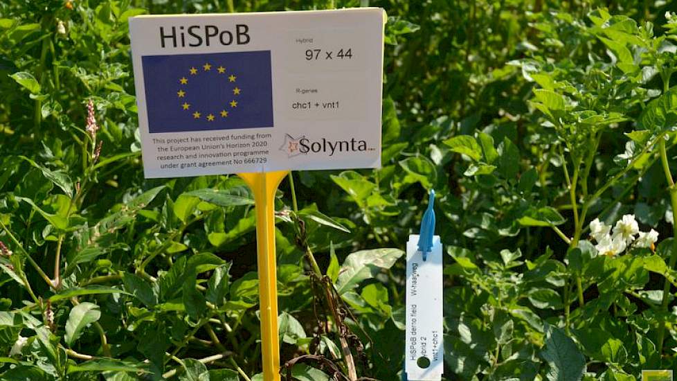 In het door de EU H2020 ondersteund researchproject  heeft Solynta twee resistentie-genen tegen phytophthora in een bestaande variëteit ingekruist, zonder gebruik te maken van genetische modificatie technieken