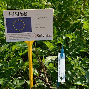 In het door de EU H2020 ondersteund researchproject  heeft Solynta twee resistentie-genen tegen phytophthora in een bestaande variëteit ingekruist, zonder gebruik te maken van genetische modificatie technieken