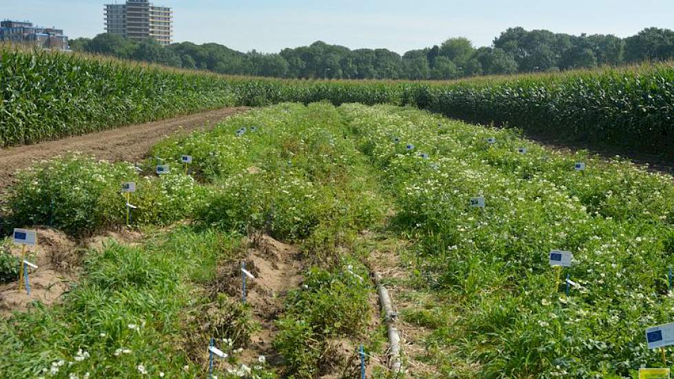 Op het proefveld even buiten Wageningen heeft Solynta een tal van kruisingen tussen aardappelen van verschillende genen neergezet. Sommige aardappelen hebben enkelvoudige resistentie tegen phytophthora, andere een meervoudige en ook kruisingen zonder enig