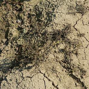 Aan de rand van het proefveld staan de basiskruisingen. Deze knollen hebben geen enkele resistentie en zijn dan ook volledig weggerot als gevolg van een phytophthora-aantasting.