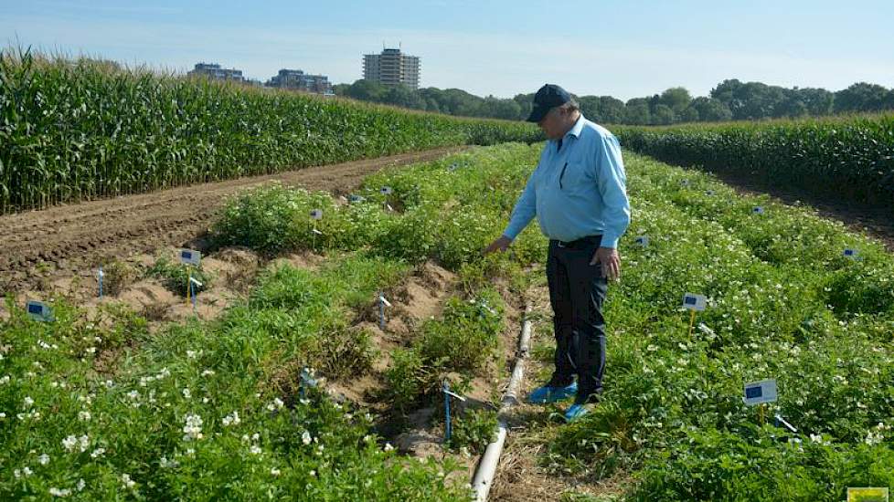 Wat opvalt is dat dit jaar gewassen met een enkele resistentie het dit jaar toch nog goed doen, zegt Sjaak van Heusden van Solynta.  ‘Hoewel ze geen resistentiegenen ingebouwd hebben gekregen, hebben ze van nature toch enige mate van resistentie in zich.’