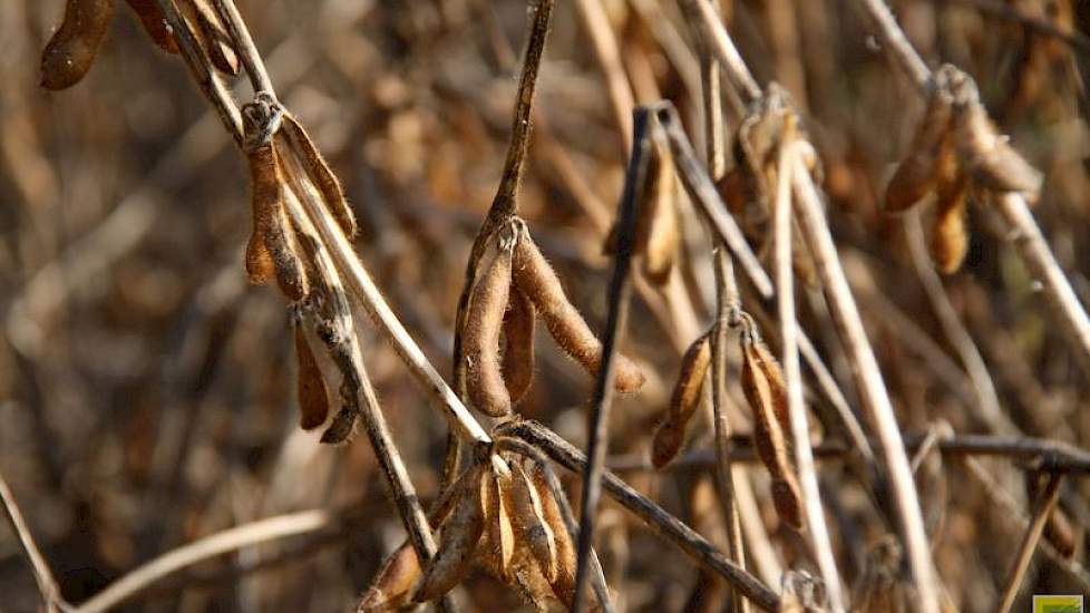 Ten Bosch zaaide half mei 60.000 planten per hectare. Hij zaaide zo laat om vorst te vermijden.