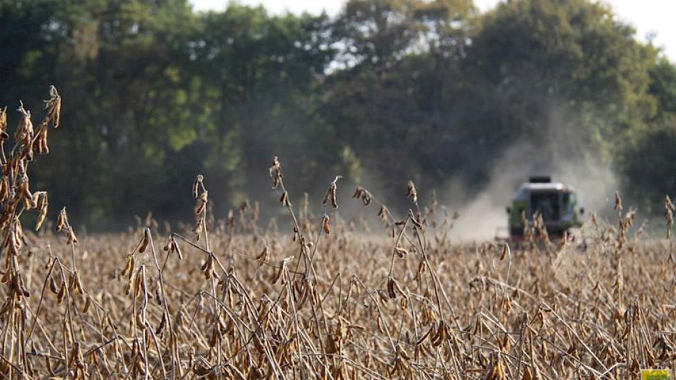 De soja ontwikkelde zich uitstekend op de Veluwse zandgrond en vormde een massaal gewas met planten van 120-130 cm. Binnen zes weken hadden de planten het veld dicht, zodat onkruiden geen kans kregen en aardappelopslag werd verstikt.