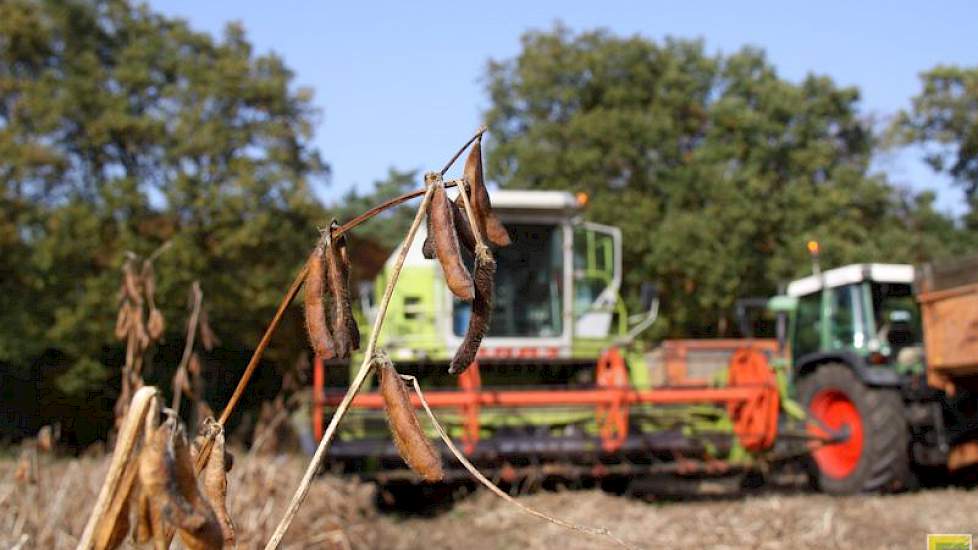 Aanvankelijk dacht hij in de tweede helft van september te kunnen oogsten. ‘Maar toen ik op dat moment door het land liep, zag ik dat het gewas nog groen was.’ Binnen één maand rijpte het gewas af en op 16 oktober kon hij combinen.