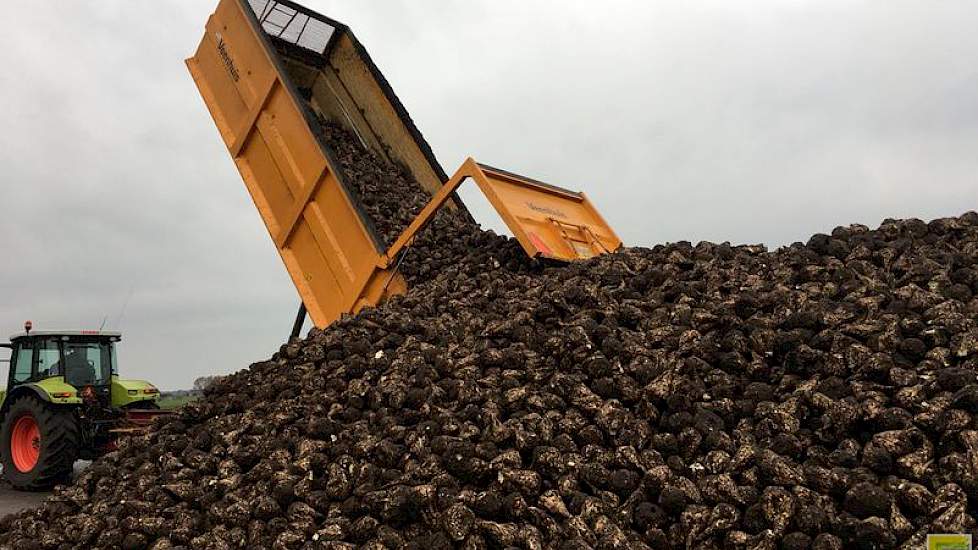 Eggen stort de bieten op zijn erf bij de boerderij. Een verharde ondergrond werkt prettig, meent Eggens. Niet alleen voor het verladen naar de fabriek, maar ook als het gaat vriezen. ‘Het bestoppen van de bietenhoop gaat dan een stuk makkelijker.’