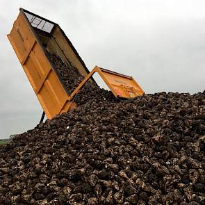 Eggen stort de bieten op zijn erf bij de boerderij. Een verharde ondergrond werkt prettig, meent Eggens. Niet alleen voor het verladen naar de fabriek, maar ook als het gaat vriezen. ‘Het bestoppen van de bietenhoop gaat dan een stuk makkelijker.’