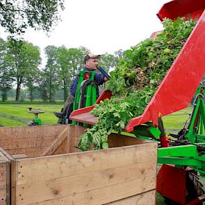 De uitgeselecteerde planten worden in kisten gestort en bij het akkerbouwbedrijf op een afgedekte hoop opgeslagen. De kisten staan op een vrachtwagen waarmee ook de selectiekar naar het land wordt gebracht.