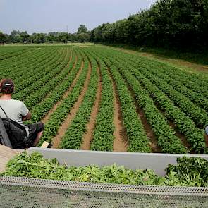 De bak waarin de verkeerde planten worden bewaard tijdens de selectie wordt hydraulisch geleegd. Met een houten plaat (links) hebben de mannen de bak aan één kant verlengd, waardoor de planten beter in de aanhanger schuiven. De planten gaan mee naar de bo