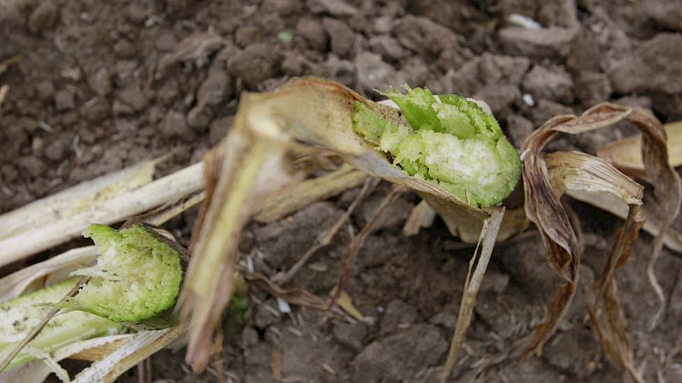 Ondanks de droge zomer van 2018, zat er nog behoorlijk wat vocht in de stengel. Dat viel de veehouder niet tegen. „Ik dacht dat het product eerder te droog dan te nat zou zijn, maar het is prima aan te rijden.”