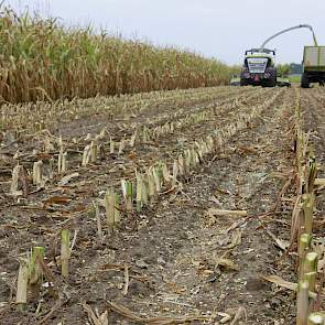 De opbrengst lag op ongeveer 40 ton per hectare