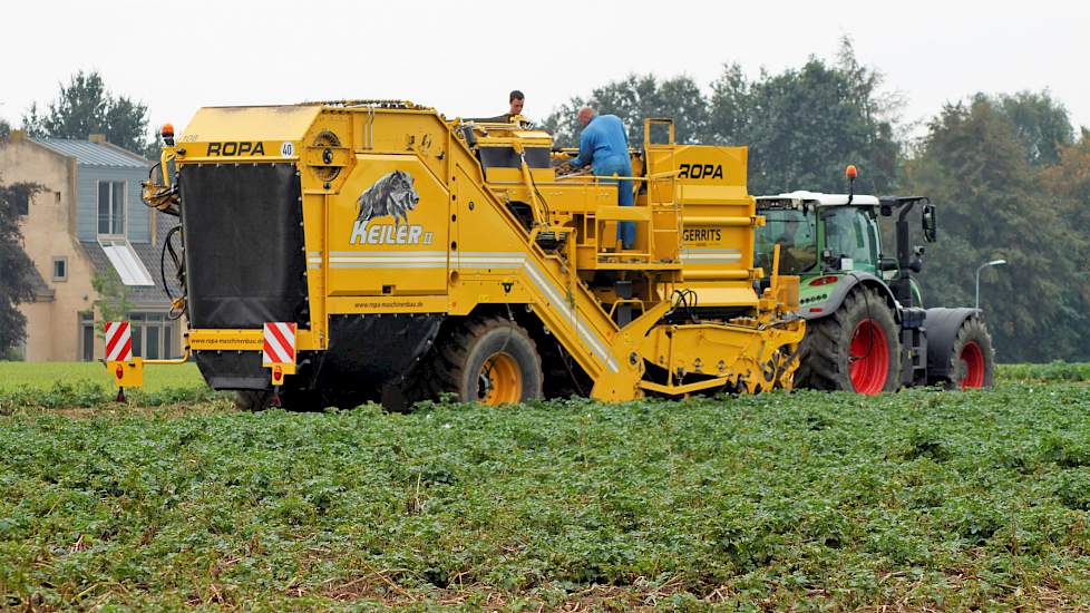 De aardappels van het ras Fontane zijn in de tweede week van april gepoot en zijn afgelopen week groen gerooid. Lamers: „Ze zijn deels twee keer beregend. Omdat dit perceel op sommige plekken bijna 500 meter lang is, kon ik met de haspel niet in alle bere