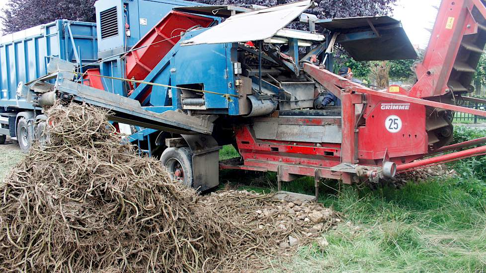 Aan de zijkant van de stortbunker worden de laatste restanten van de gerooide planten uitgesorteerd.