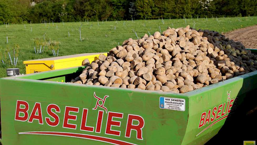 Klaar voor de Maldens zandgrond: per hectare 2.750 kilo Premiere.