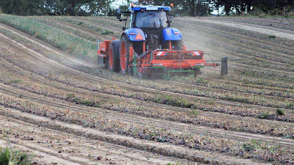 Terugkijkend is Beijer is tevreden over deze teelt. „Het is voor de eerste keer en dat dat is goed bevallen. We gaan er dan ook zeker in combinatie met de gele uien mee door. Door de beregening valt de grofte van de rode uien niks tegen. Grof spul genoeg.