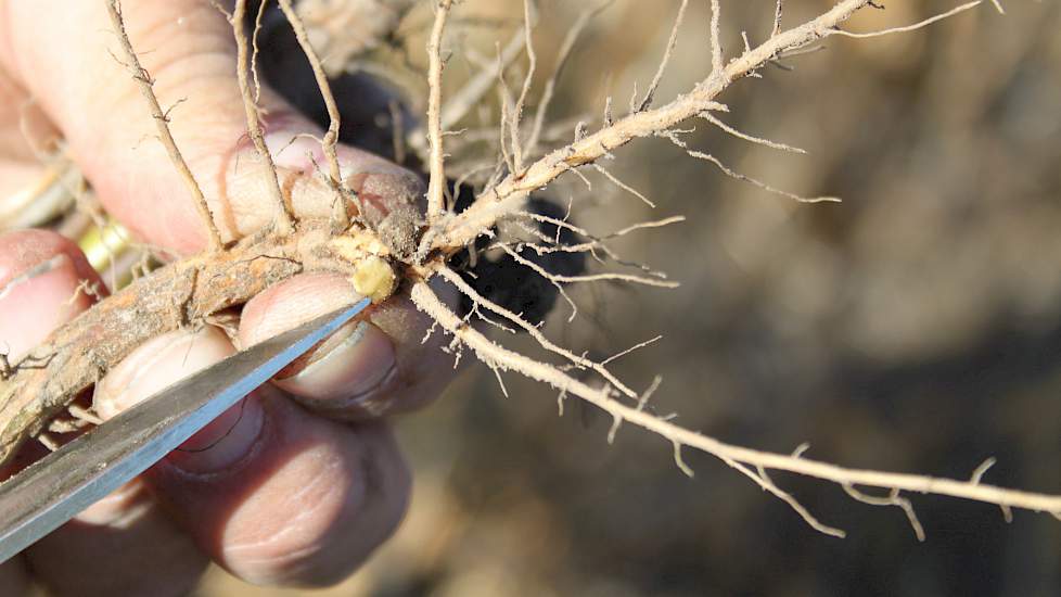 Het sojazaad dat in mei in de Groesbeekse lössgrond is gezaaid, was omhuld met een laagje voedingsstoffen voor de bacterie Rhizobium. Deze bacterie produceert zogeheten stikstofknolletjes. Schut: „Tijdens de teelt hoeft er dan geen stikstof meer toegevoeg