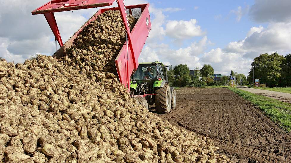 Bij VOF Hanekamp in Terwolde (GD) zijn op 25 september 7,5 hectare suikerbieten van het ras BTS 7105 gerooid. Volgens Teun Hanekamp zijn de bieten op de rivierklei afgelopen zomer drie keer beregend. Dat  heeft geresulteerd in een opbrengst van 80 ton net