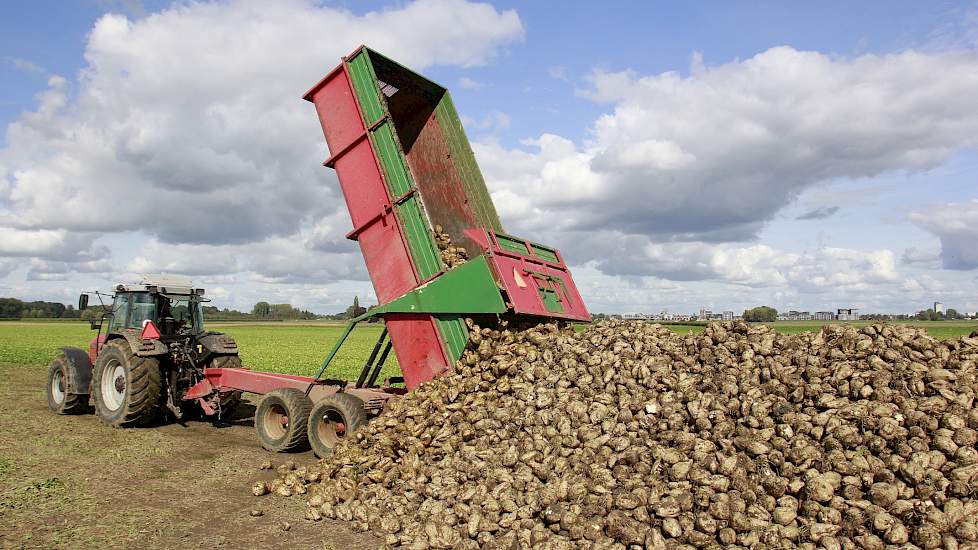 In totaal heeft Veenink 14 hectare suikerbieten geteeld. De bieten zijn eind september door loonbedrijf Unicom Oost uit Lettele gerooid.