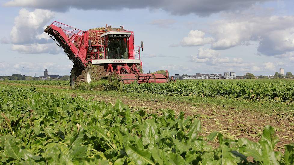 Op de rivierklei langs de IJssel bij Deventer heeft akkerbouwer Han Veenink een opbrengst van 110 ton bieten gerealiseerd met een winbaarheid van 88 punten. „Dat is een superopbrengst. Dit perceel van 10 hectare - bestaand uit lichte tot middelzware klei