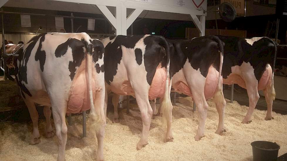 In het midden van de rechterkant toont Semex met vier koeien haar Immunity+-concept. Stieren met het Immunity+-stempel hebben een verhoogde weerstand tegen allerlei aandoeningen. De vier koeien zijn getuige hun uiers flink productief en vooral de eerste k