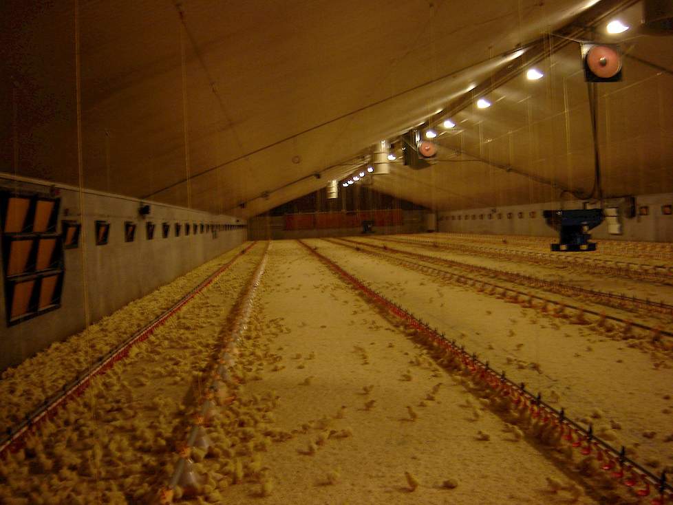 Overzichtsfoto van de nieuwste stal van Nijkamp.