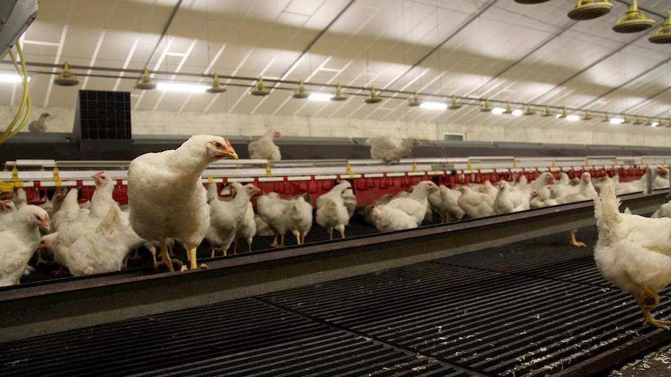 De stallen vervangen twee oude stallen. Schotman kan in Harreveld nu een kleine 50.000 vleeskuikenouderdieren houden. Familiebedrijf V.O.F. Schotman en Zn. Pluimveebedrijven en Kuikenbroederij heeft meerdere vestigingen in de Achterhoek met vleeskuikenoud