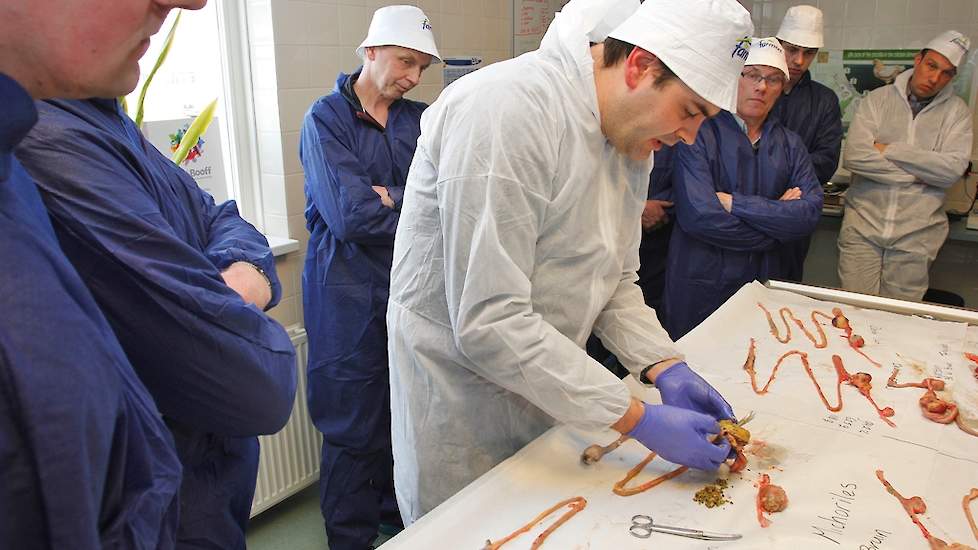 Rutger Jansen (dierenarts ForFarmers-Hendrix) opent de maag en start hierbij de beoordelingen die zullen resulteren in de maagscore die bestaat uit drie beoordelingen: overgang spiermaag naar kliermaag moet zo scherp mogelijk zijn, spierdikte van de maagw