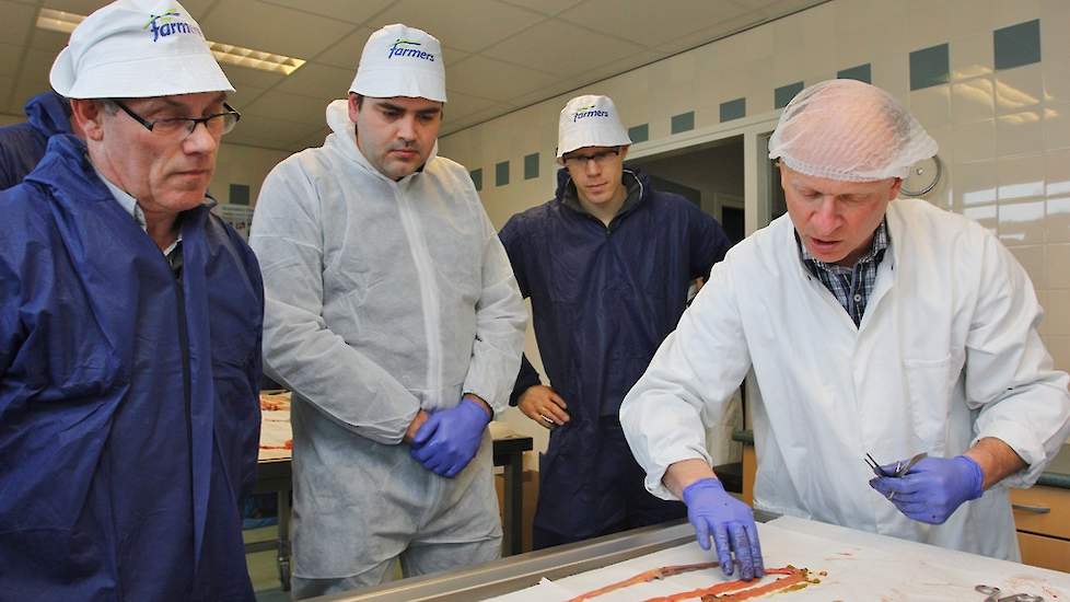 Onder het toeziend oog van de pluimveehouders en de ForFarmers-Hendrix dierenarts Rutger Jansen (midden) legt Boereboom de darmen van de volière kip uit op de sectietafel. Omdat de darmen naar achteren toe indikken, worden ze helemaal ingeknipt om te kijk