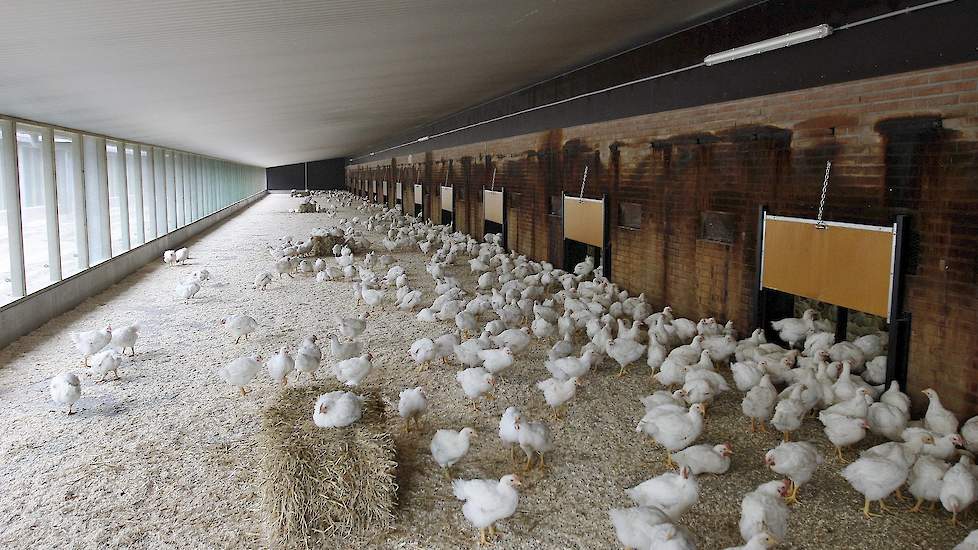 Ook deze stal beschikt over een uitloop. De buitenmuren van de stal zijn bruin omdat Huisjes de stal vroeger met grondwater koelde. Het grondwater in Holtheme bevat veel roest.