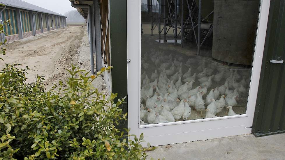 Bezoekers konden tijdens de open dag op zaterdag 21 maart door een ruit naar de scharrelvleeskuikens in de uitloop kijken.