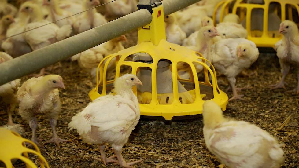 In de nieuwste stal uit 2006 koos Lubbers voor deze ovalen Haikoo voerpannen. In de twee andere stallen werkt hij met ronde Minimax voerpannen. „De voordelen van de Haikoo voerpannen heb ik nog niet kunnen ontdekken, een nadeel is dat je deze voerpannen s