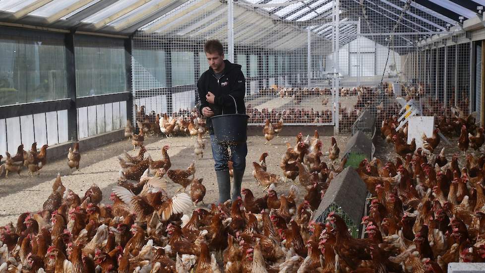 René Beek (35) houdt in Barneveld 22.000 leghennen, die door een parttime medewerker verzorgd worden. Zijn stal heeft overdekte uitloop en is de eerste scharrelstal met drie sterren van de Dierenbescherming. De pluimveehouder heeft daarnaast een montagebe