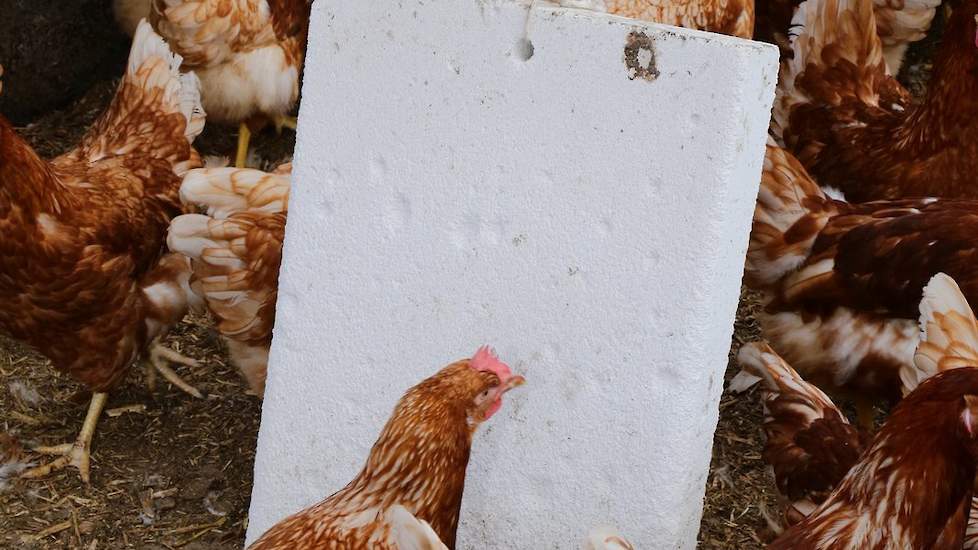 Beek houdt leghennen met onbehandelde snavels en mede daarom heeft hij diverse afleidingsmaterialen voor de hennen in de stal. De gasblokken die aan een touw hangen, fungeren als pikblokken.