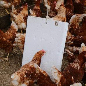 Beek houdt leghennen met onbehandelde snavels en mede daarom heeft hij diverse afleidingsmaterialen voor de hennen in de stal. De gasblokken die aan een touw hangen, fungeren als pikblokken.