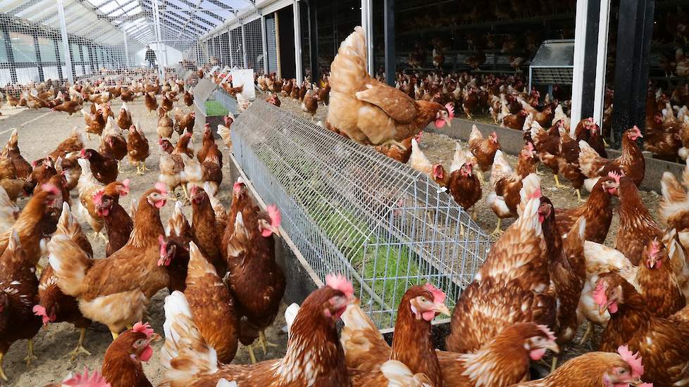 In de uitloop staan ook meerdere bakken waarin gras of brandnetels groeien. „De hennen pikken graag naar de grassprieten of brandnetelbladeren”, zegt hij. De bakken maakte hij zelf. „De hennen kunnen alleen te makkelijk bovenop het gaas zitten en poepen z