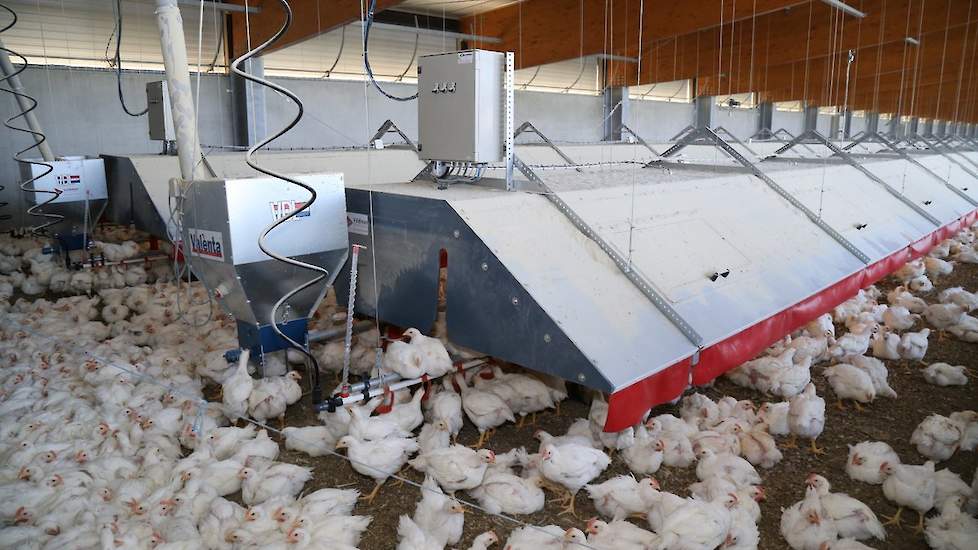 Aan de linkerzijde van de Windstreeksstal hangen twee broedkappen, die over kleppen beschikken waardoor de eendagskuikens gelost worden. De broedkappen beschikken over infraroodverwarmingspanelen en verlichting. Ook hangt er een voer- en drinklijn onder.