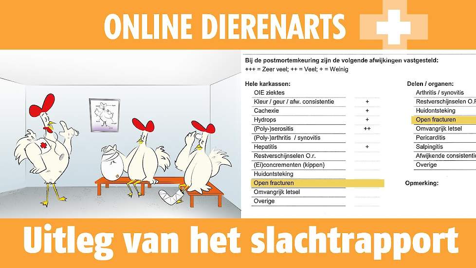 Online Dierenarts: Uitleg van het slachtrapport - www.pluimveeweb.nl