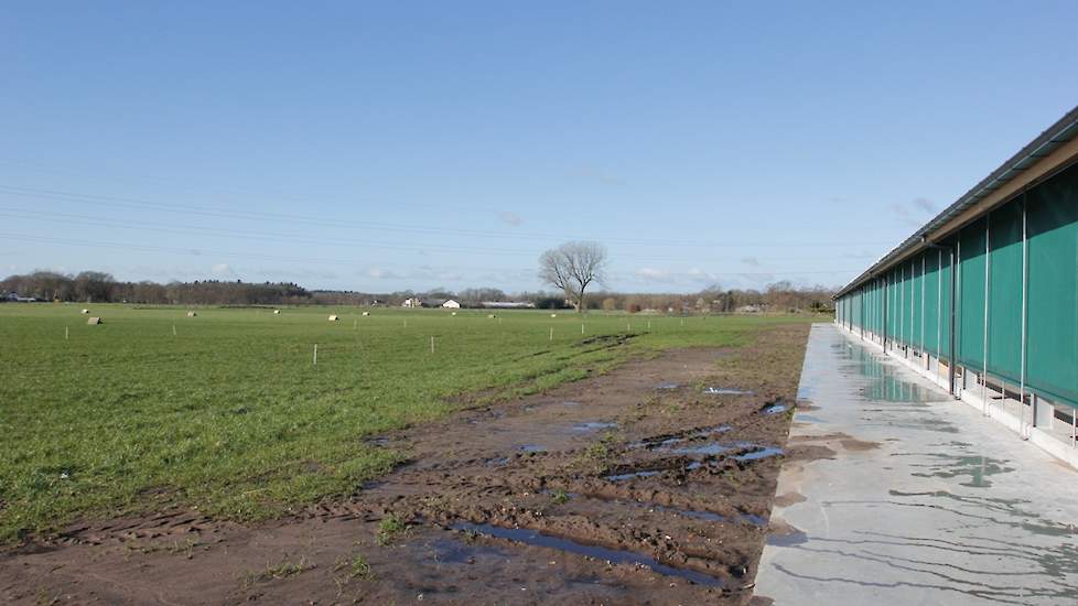 De eerste dagen mogen de hennen wennen aan het volièresysteem in de stal. Maar in de biologische leghennenhouderij is het verplicht dat de hennen na 14 dagen in de overdekte uitloop kunnen komen en na 21 dagen in de buitenuitloop. Die staat nu nog vol met