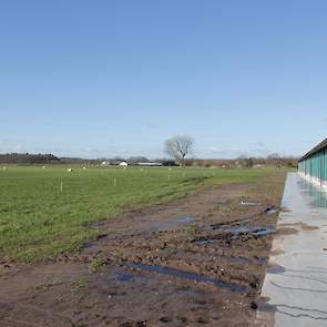 De eerste dagen mogen de hennen wennen aan het volièresysteem in de stal. Maar in de biologische leghennenhouderij is het verplicht dat de hennen na 14 dagen in de overdekte uitloop kunnen komen en na 21 dagen in de buitenuitloop. Die staat nu nog vol met