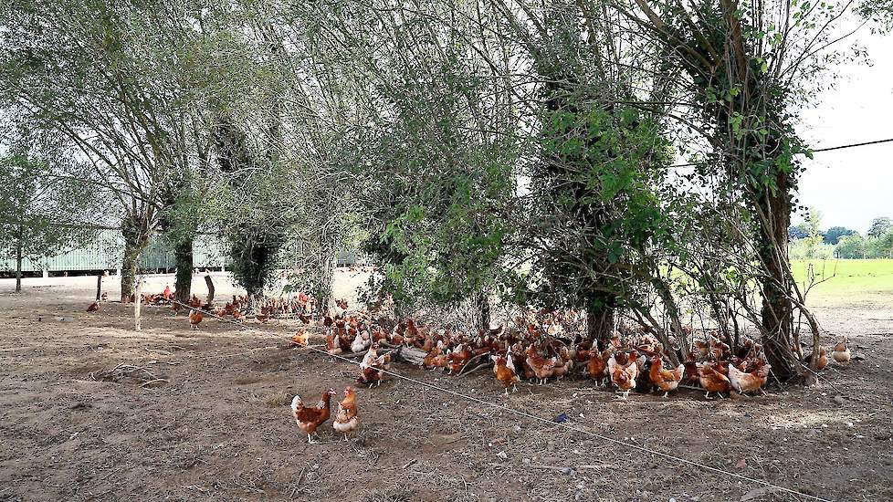 Ook buiten hangen drinktorens. „Dat is qua regelgeving verplicht”, zegt Jaap. Wanneer het in de winter gaat vriezen, sluit de familie de waterleiding af die naar buiten en in de wintergarten gaat.