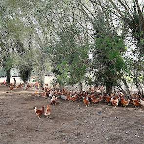 Ook buiten hangen drinktorens. „Dat is qua regelgeving verplicht”, zegt Jaap. Wanneer het in de winter gaat vriezen, sluit de familie de waterleiding af die naar buiten en in de wintergarten gaat.