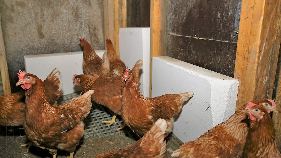 De pluimveehouders plaatsen in de hoeken van de stallen deze metalen roosters. „Onder de roosters komt een klein beetje tocht vandaan. Dit voorkomt grondeieren en dooddrukkers in de hoeken”, vertelt Jaap.